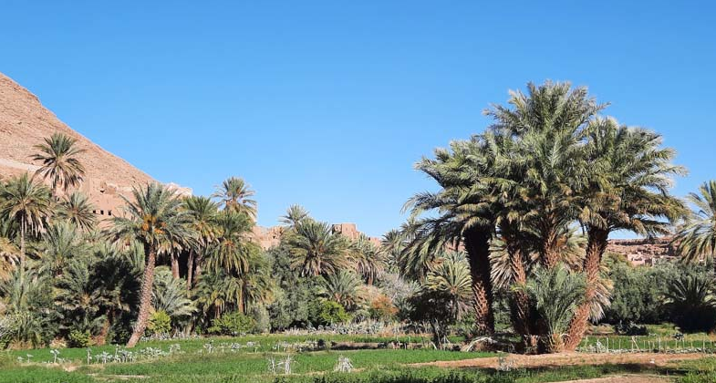 Palm grove with lush greenery and a rocky hillside under a clear blue sky