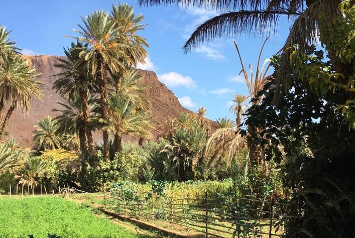 Palm grove with lush greenery and a rocky mountain under a blue sky