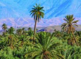 Palm trees in a lush oasis with mountains in the background