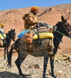 Camel Trekking Morocco Tours