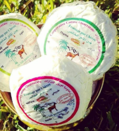 Corosa : Coopérative féminine pour l'élevage des chèvres et la fabrication du fromage_Ouarzazate