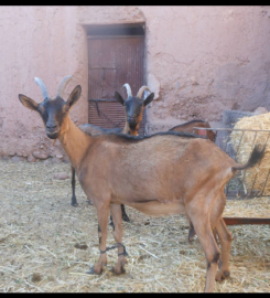 Corosa : Coopérative féminine pour l'élevage des chèvres et la fabrication du fromage_Ouarzazate