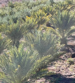 Coopérative agricole TOMOUR WAHATE OUARZAZATE