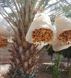 Coopérative agricole TOMOUR WAHATE OUARZAZATE